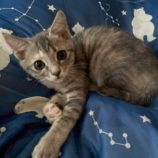 7月20日の新田店に参加する猫びよりの保護猫03