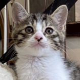 7月20日の新田店に参加する猫びよりの保護猫06