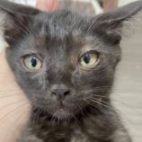 7月20日の新田店に参加する猫びよりの保護猫08