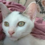 7月20日の新田店に参加する猫びよりの保護猫12