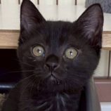 7月20日の新田店に参加する猫びよりの保護猫13