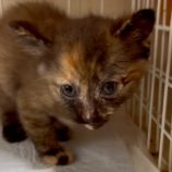 7月20日の新田店に参加する猫びよりの保護猫14