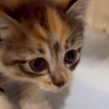 7月20日の新田店に参加する猫びよりの保護猫15