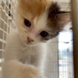 7月20日の新田店に参加する猫びよりの保護猫16