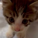 7月20日の新田店に参加する猫びよりの保護猫17