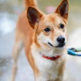 7月27日の新田店に参加する命こそ宝の保護犬01