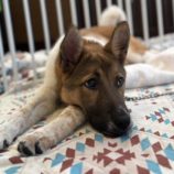 7月27日の新田店に参加する命こそ宝の保護犬03