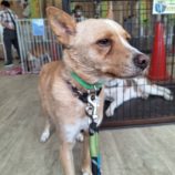 7月27日の新田店に参加する命こそ宝の保護犬04