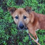 7月27日の新田店に参加する命こそ宝の保護犬05