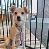 7月27日の新田店に参加する命こそ宝の保護犬06