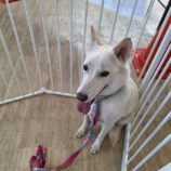 7月27日の新田店に参加する命こそ宝の保護犬07