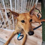 7月27日の新田店に参加する命こそ宝の保護犬08