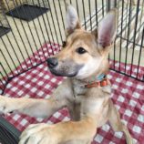 7月27日の新田店に参加する命こそ宝の保護犬09