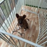 7月27日の新田店に参加する命こそ宝の保護犬10