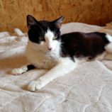 7月27日の小山店に参加するにゃんこの大冒険の保護猫02