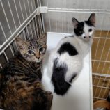 7月27日の小山店に参加するにゃんこの大冒険の保護猫04