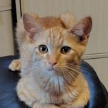 7月27日の小山店に参加するにゃんこの大冒険の保護猫06