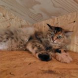 7月27日の小山店に参加するにゃんこの大冒険の保護猫09