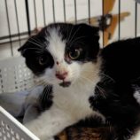 7月27日の小山店に参加するにゃんこの大冒険の保護猫10