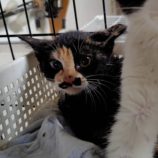 7月27日の小山店に参加するにゃんこの大冒険の保護猫11