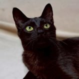 7月19日の八千代店に参加する花ねこ千葉の保護猫02