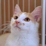 7月19日の八千代店に参加する花ねこ千葉の保護猫03