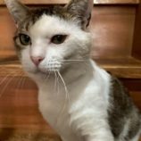 7月19日の八千代店に参加する花ねこ千葉の保護猫04