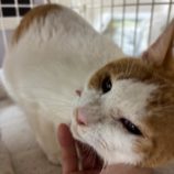 7月19日の八千代店に参加する花ねこ千葉の保護猫05