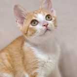 7月19日の八千代店に参加する花ねこ千葉の保護猫06