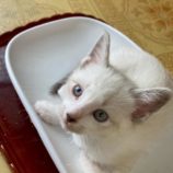 7月19日の八千代店に参加する花ねこ千葉の保護猫07