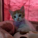 7月19日の八千代店に参加する花ねこ千葉の保護猫09