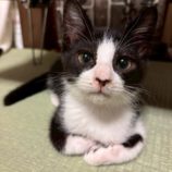 7月19日の八千代店に参加する花ねこ千葉の保護猫13