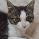 7月19日の八千代店に参加する花ねこ千葉の保護猫14