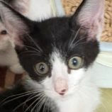 7月27日の吉岡店に参加する猫のへやの保護猫02