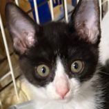 7月27日の吉岡店に参加する猫のへやの保護猫03