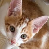 7月27日の吉岡店に参加する猫のへやの保護猫04