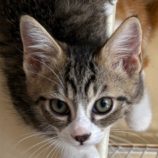 7月27日の吉岡店に参加する猫のへやの保護猫06