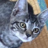 7月27日の吉岡店に参加する猫のへやの保護猫07