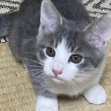 7月27日の吉岡店に参加する猫のへやの保護猫08