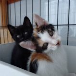 7月13日のひたちなか店に参加するネコスぺ事務局の保護猫01