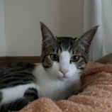 7月13日のひたちなか店に参加するネコスぺ事務局の保護猫02