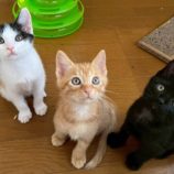 7月13日のひたちなか店に参加するネコスぺ事務局の保護猫03