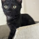 7月13日のひたちなか店に参加するネコスぺ事務局の保護猫04