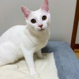 7月13日のひたちなか店に参加するネコスぺ事務局の保護猫05