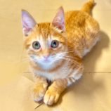 7月13日のひたちなか店に参加するネコスぺ事務局の保護猫06