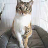 7月13日のひたちなか店に参加するネコスぺ事務局の保護猫07