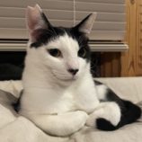 7月13日のひたちなか店に参加するネコスぺ事務局の保護猫08