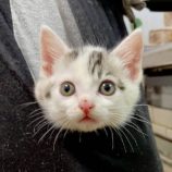 7月13日のひたちなか店に参加するネコスぺ事務局の保護猫10