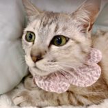 7月13日のひたちなか店に参加するネコスぺ事務局の保護猫11