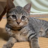 7月13日のひたちなか店に参加するネコスぺ事務局の保護猫12